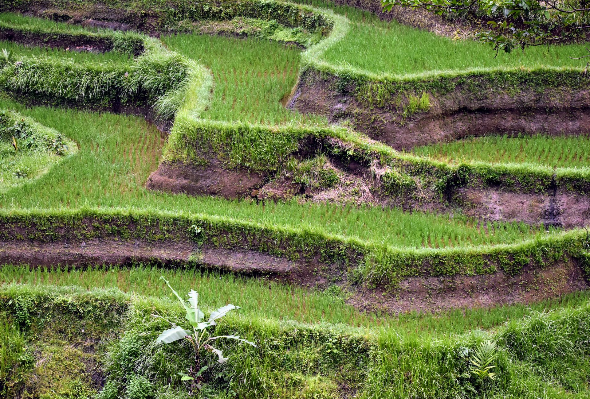 Tips for an Unforgettable Bali Adventure » Where do I take the kids?